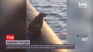 Російські моряки застрелили двох ведмедів, бо ті становлять небезпеку для людей