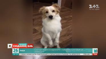 Веселі відео домашніх улюбленців від глядачів "Сніданку"