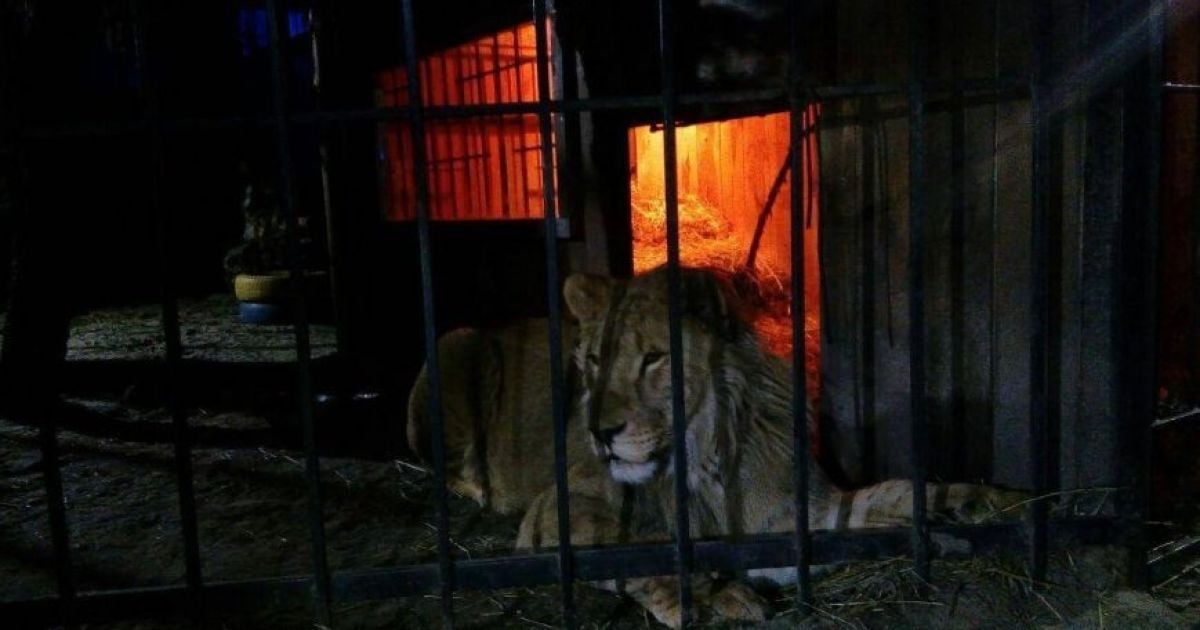 У Запоріжжі на чоловіка в лазні напав лев_2 / © 061.ua