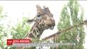В столичном зоопарке отметили Всемирный день жирафа