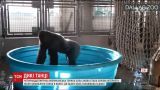 Американская горилла Зола покорила Интернет зажигательным танцем в воде