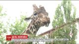 В столичном зоопарке отметили Всемирный день жирафа