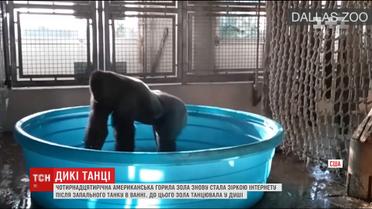 Американська горила Зола підкорила Інтернет запальним танцем у воді