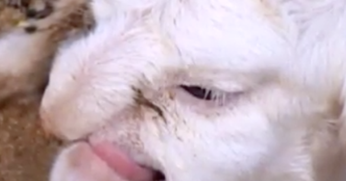 Овечка шокировала местных жителей