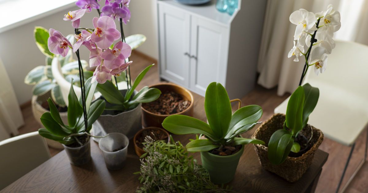 Beautiful, but dangerous doctors named indoor flowers that should not