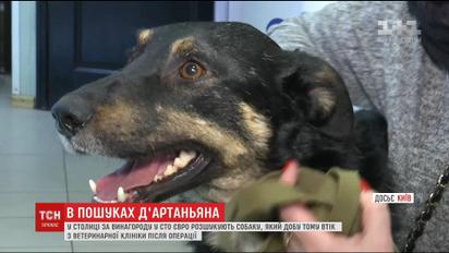 Из столичной ветклиники сбежал пес, на лечение которого собирали всем миром