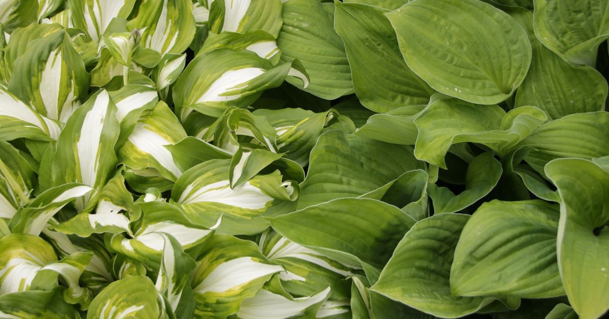 Как сохранить хосты на зиму