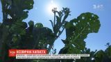 Новый овощ: рынок в Украине завоевывает броколини