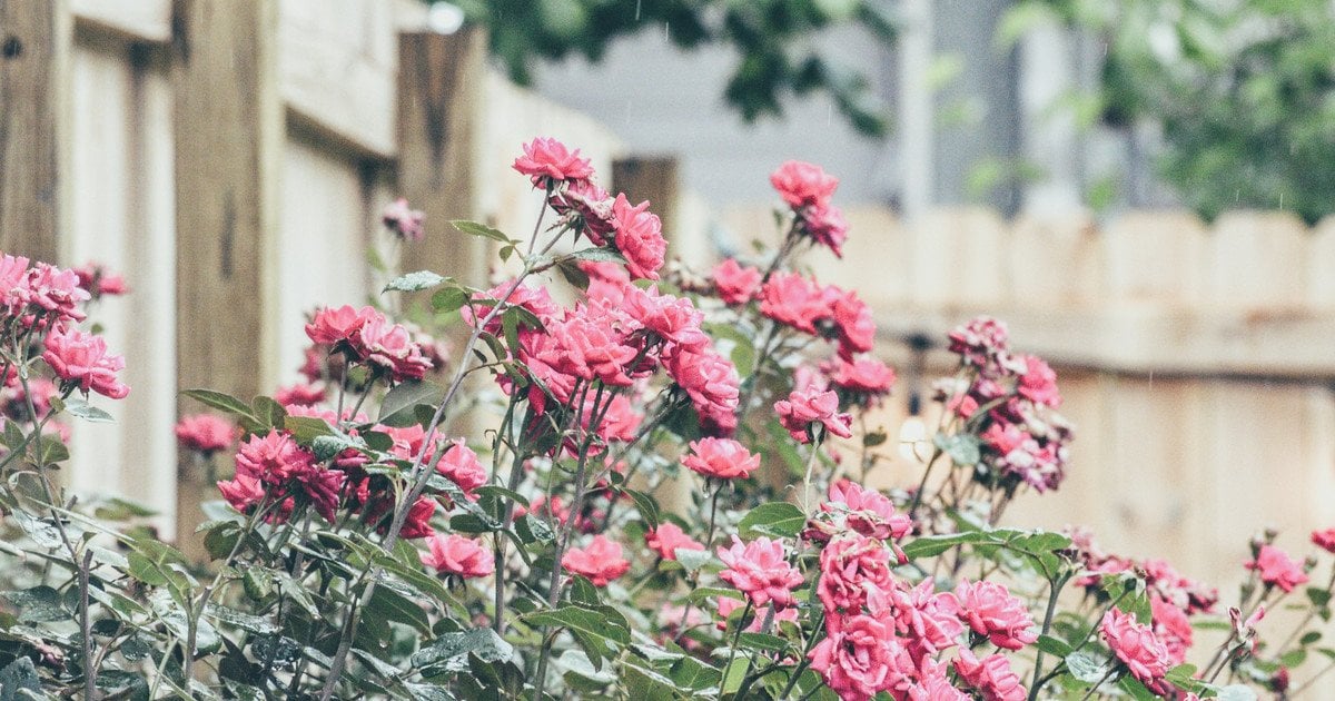 Як зробити, щоб троянди квітнули все літо