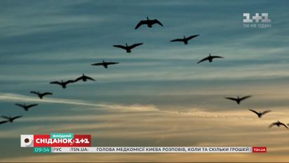 Цікаві факти про перелітних птахів