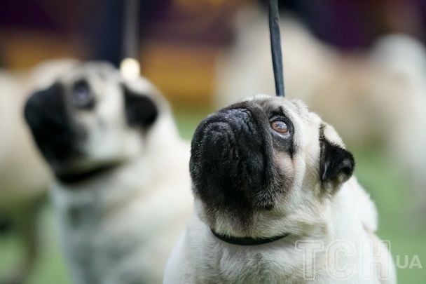 Мопс / © Associated Press