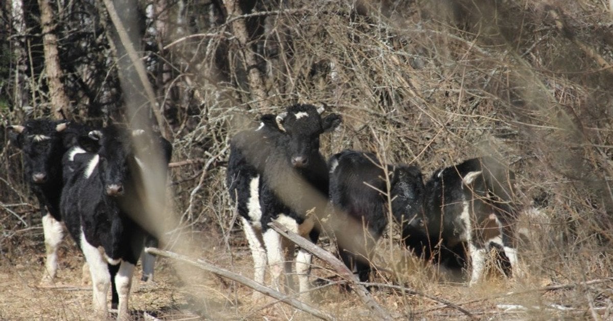 Стадо здичавілих корів