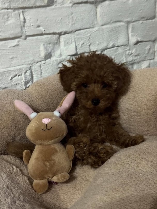 Хатня улюблениця MELOVIN / © instagram.com/melovin_official