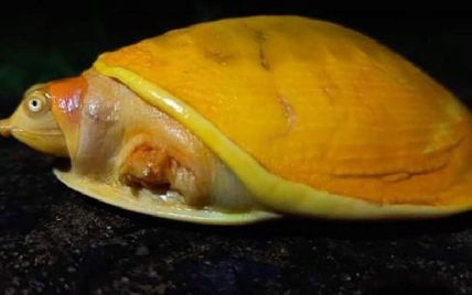 В Індії фермер знайшов дивовижну жовту черепаху