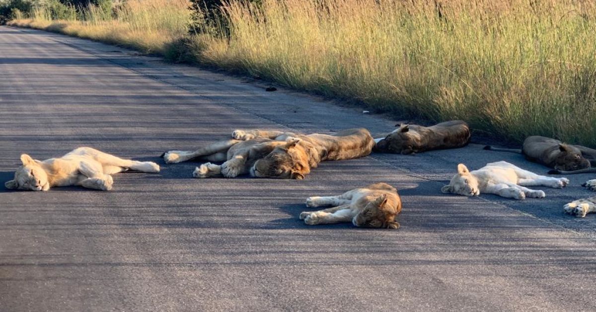Twitter / Kruger National Park