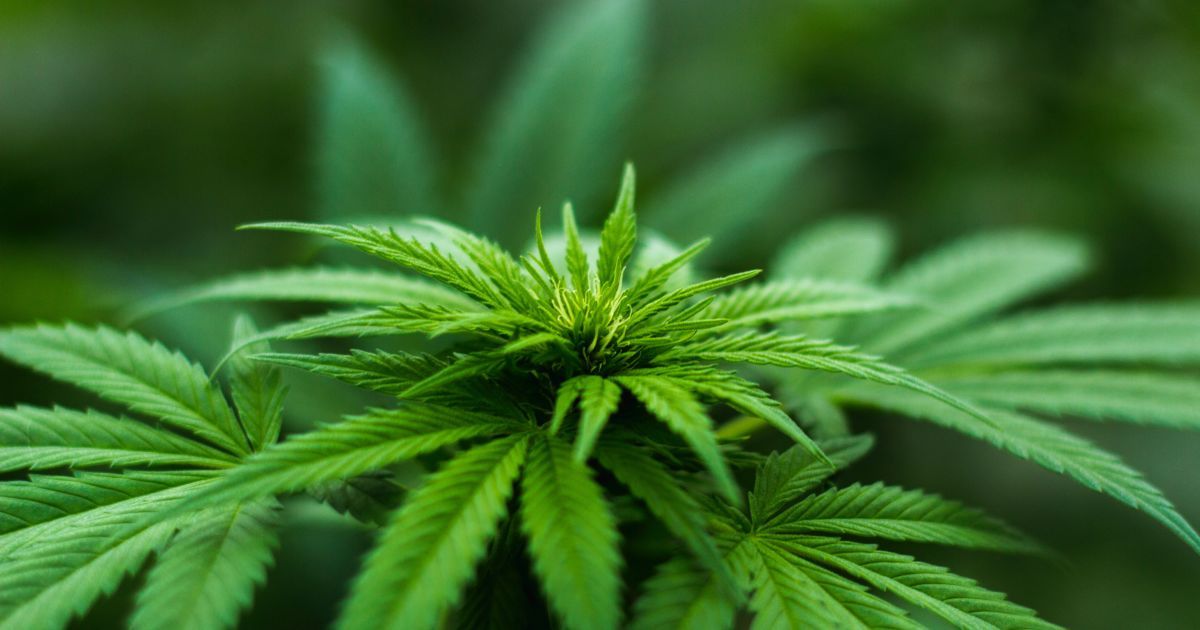 Новости о марихуаны в россии марихуана гидропонный способ выращивания