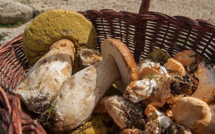 Сезон грибов в разгаре: безопасны ли из Чернобыльской зоны и какие продаются на стихийных рынках Киева