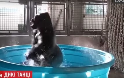 В США горилла продемонстрировала зажигательные танцы в ванной