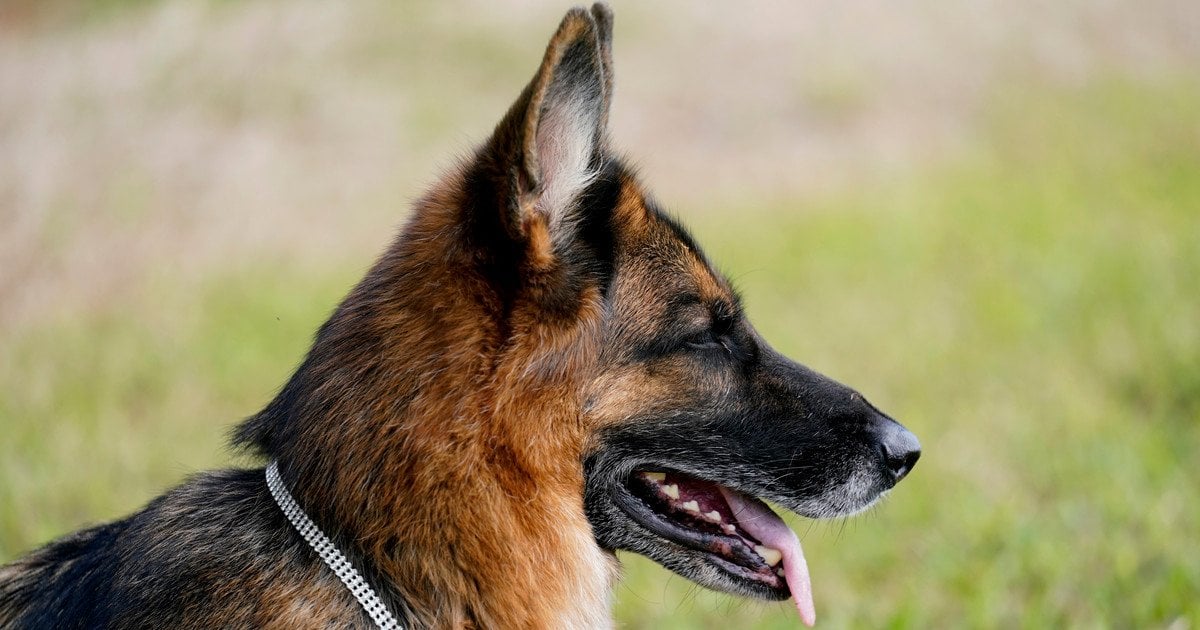 Німецька вівчарка