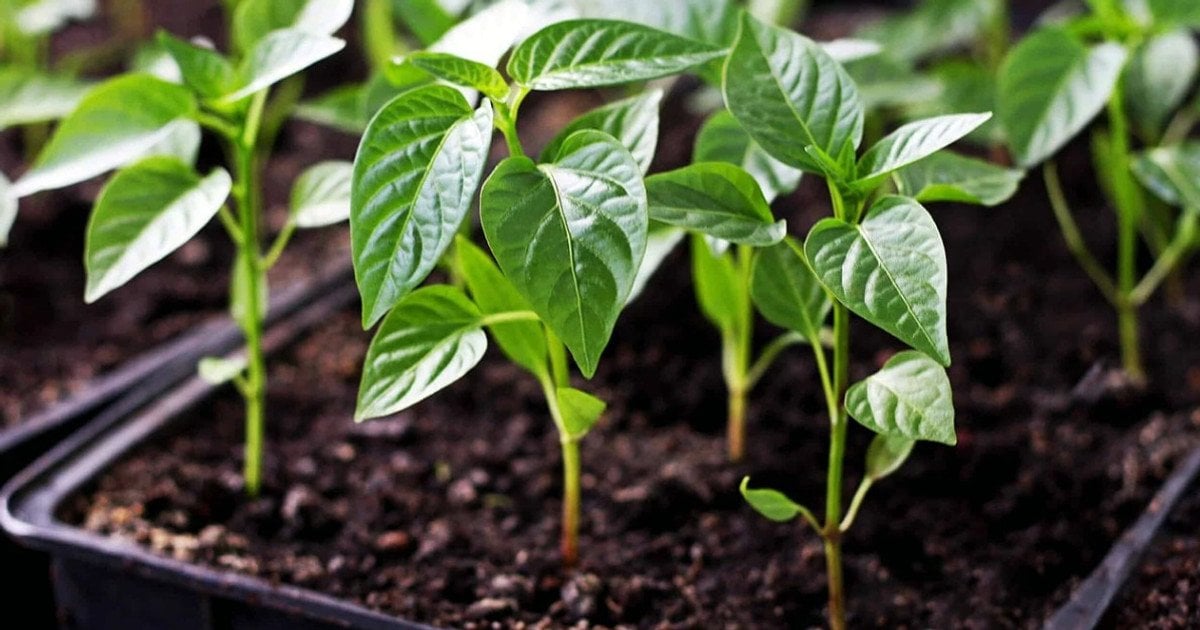 Як сіяти перець, баклажани на розсаду