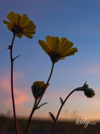 Гороскоп на 23–29 березня 2026 року