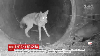 Дружба хищников: в Калифорнии камеры зафиксировали, как койот и барсук вместе готовятся к охоте