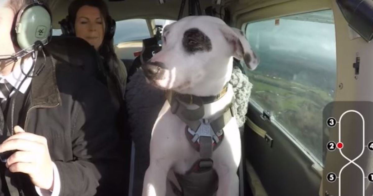 Собака-пилот. В Сети появилось видео пса, который управляет самолетом
