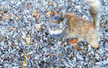 Знайди кота: у Мережі господарка пухнастика показала осінню фотозагадку