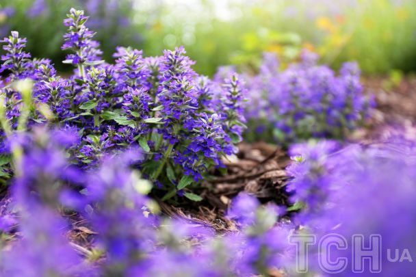 Які рослини витісняють бур’яни: 5 найкращих варіантів для клумби