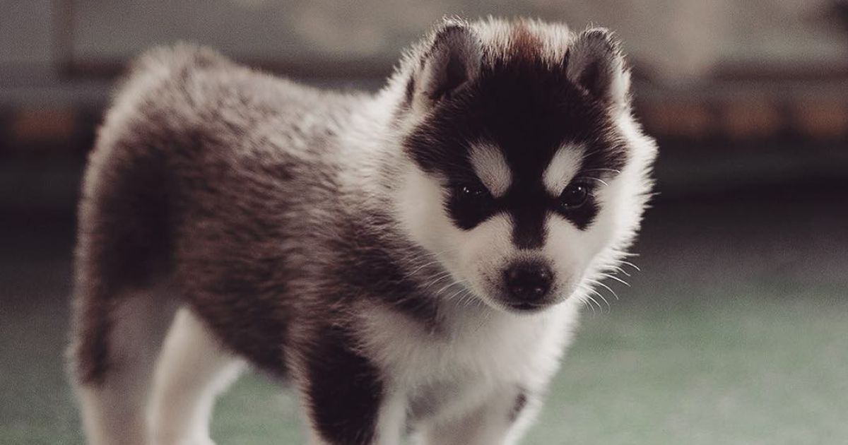 Девушка заинтересовалась этой породой три года назад / © Instagram.com/@erikaeasy