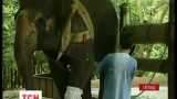 У Таїланді молода слониха отримала протез