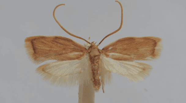 Carcina ingridmariae. Петер Гуеме