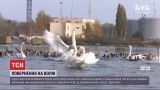 Спасенного от голода и истощения лебедя выпустили на свободу под Одессой