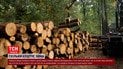 Цены в лесу по сравнению с ценами перекупщиков: как правильно покупать дрова и сколько на самом деле стоит отопление этой зимой