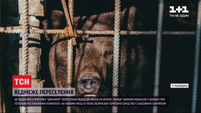 В медвежий приют "Домажир" переселили двух косолапых с гостинично-ресторанного комплекса