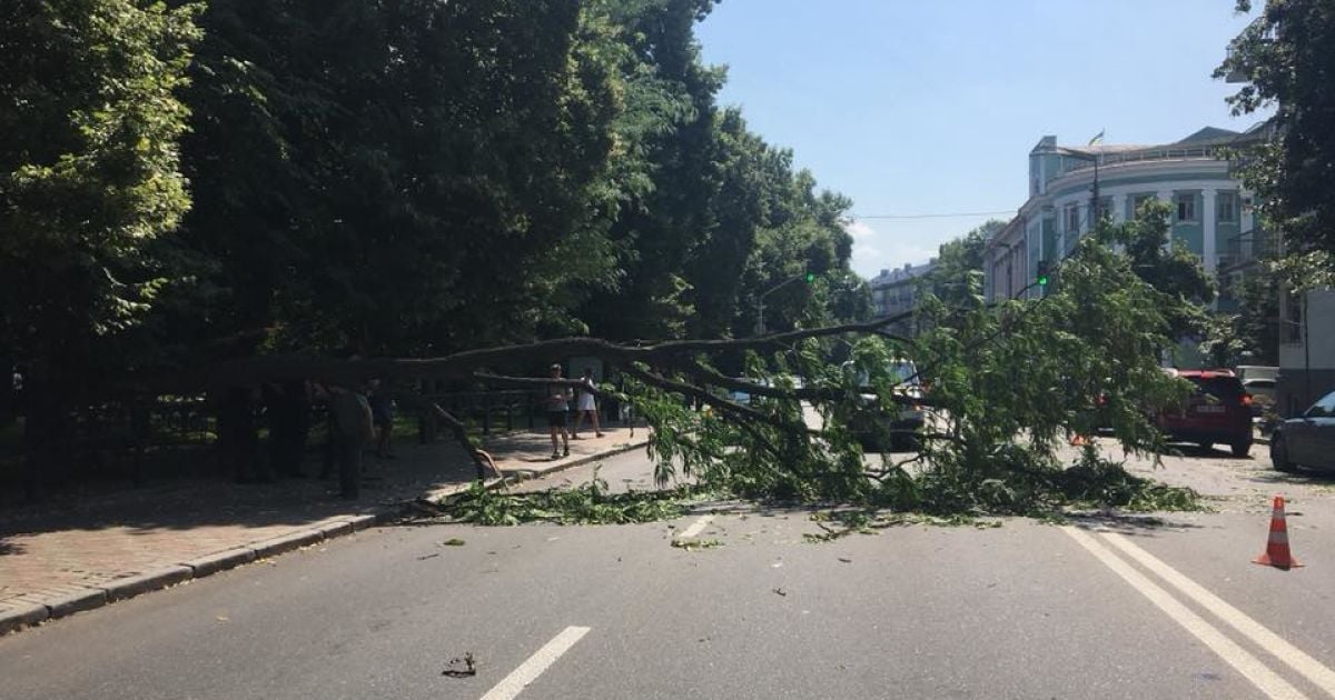 дерево на грушевського_3 / © Facebook/Вячеслав Шрамович