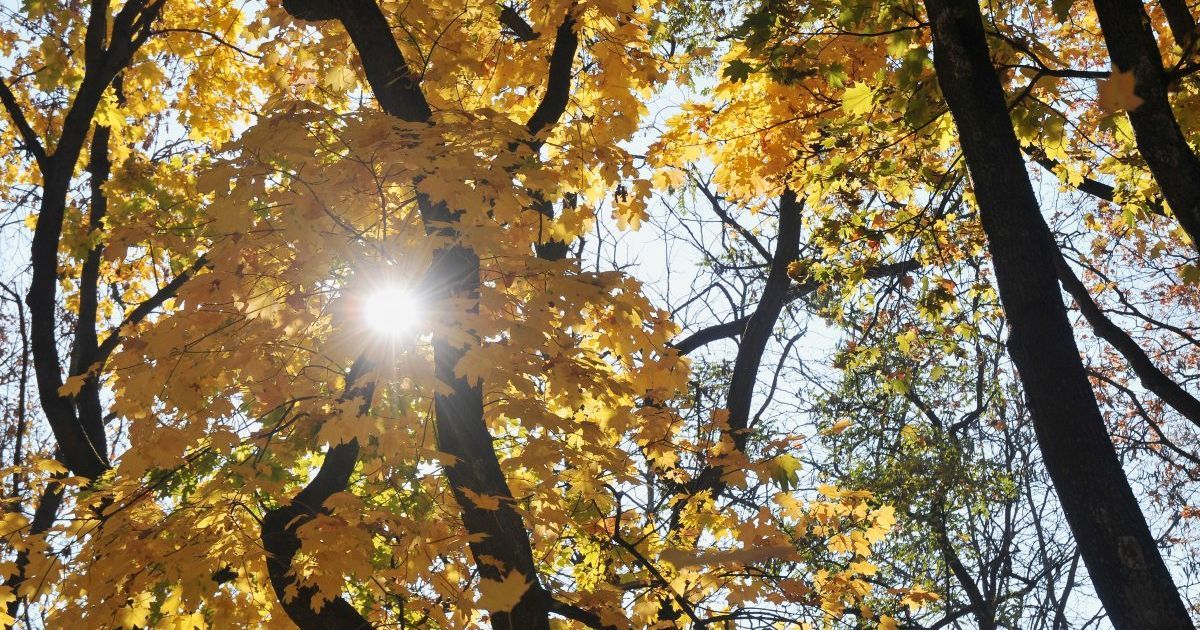 Синоптики розповіли, коли до України прийде "бабине літо"