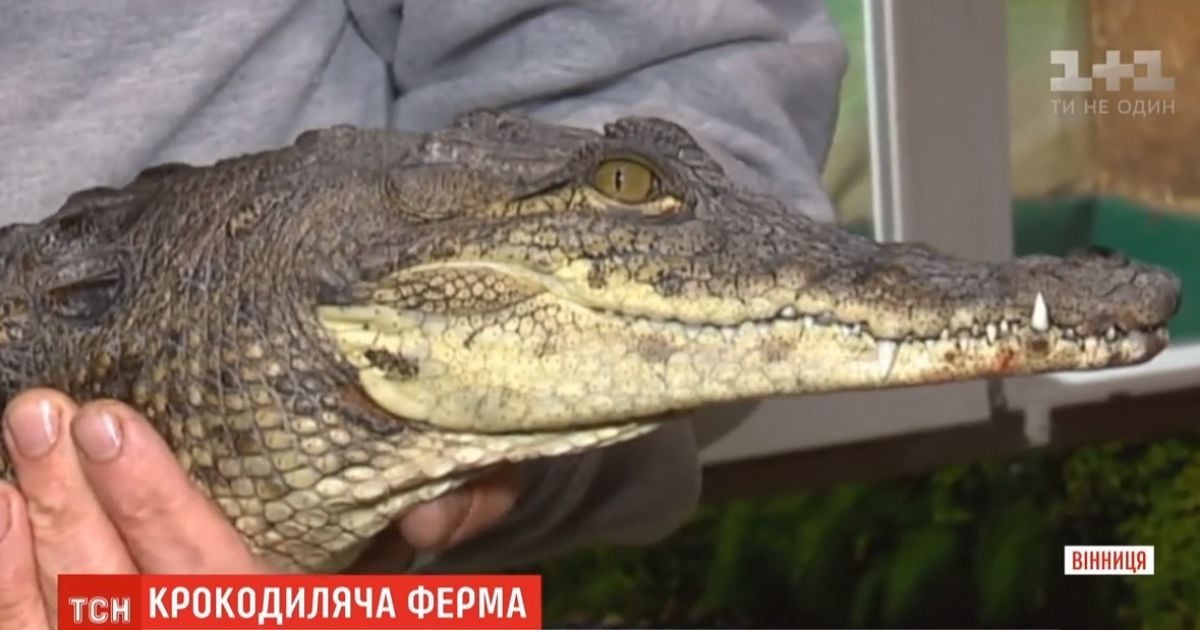 У Вінниці подружжя розводить крокодилів у торговому центрі