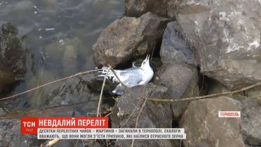 Десятки перелітних чайок загинули в Тернополі