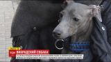 Босс в безопасности. Собаку, которую похитили из машины, вернули хозяйке