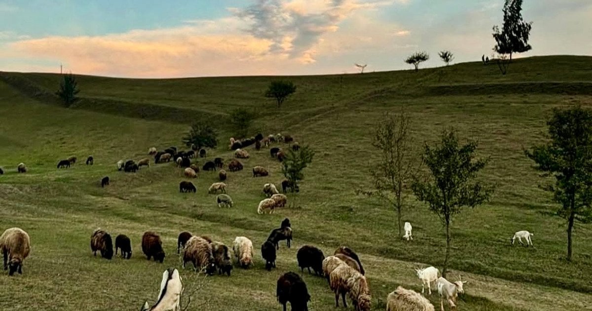 Sheepland instagram.com_sheepland__ferma