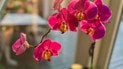 Орхідея