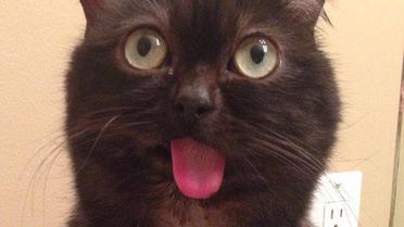 Странный кот-&laquo;хипстер&raquo; взорвал Сеть / © dailymail.co.uk