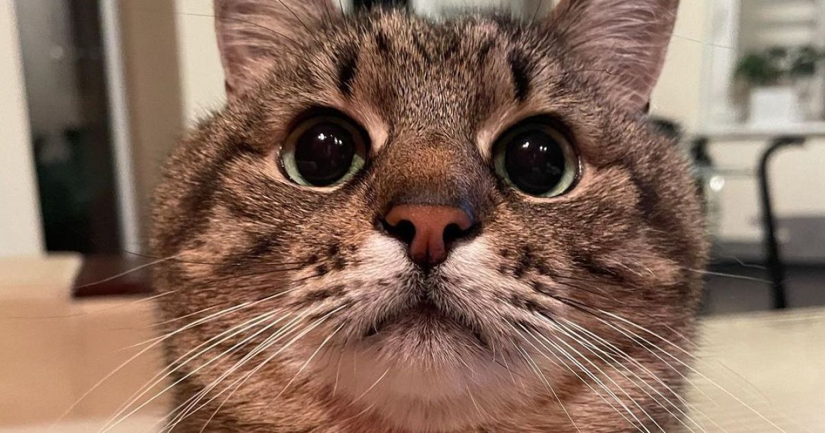 Кот Степан