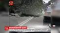 На улице Грушевского на автомобиль упало дерево
