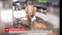 Поселение на юге Китая страдает от визитов слона