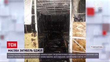 Новости Украины: в Хмельницкой области в пожаре погибли более миллиона пчел