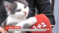 Жители двух улиц в Ковеле утверждают, что их котов вылавливает и убивает сосед