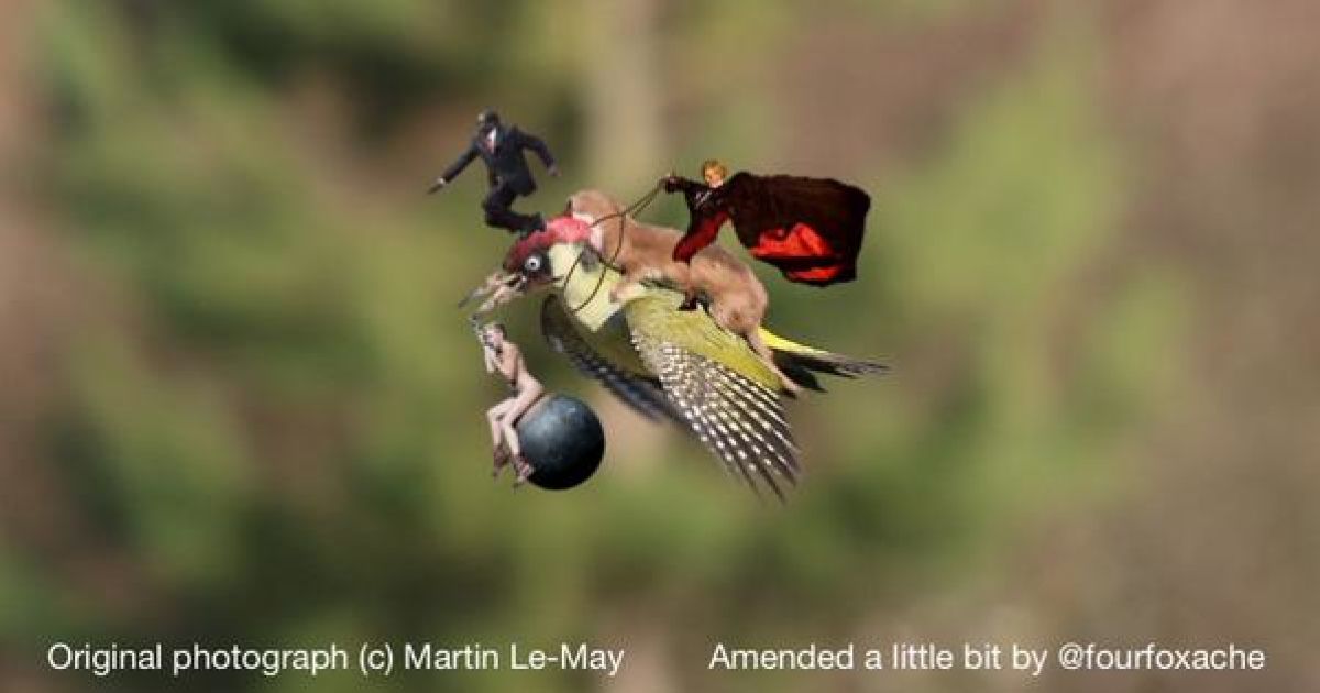 Фотограф Мартин Лемэй сделал замечательное фото ласки верхом на дятлі, а Интернет сразу отреагировал / © afp.com