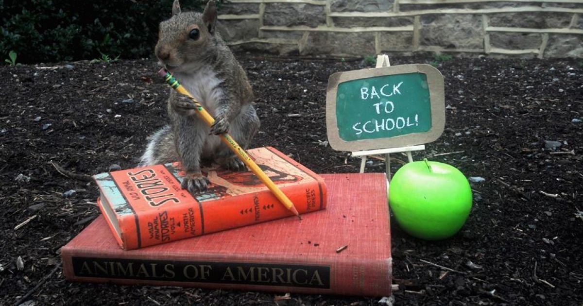 Белка-модница Снизи / © Sneezy The Penn State Squirrel / Facebook